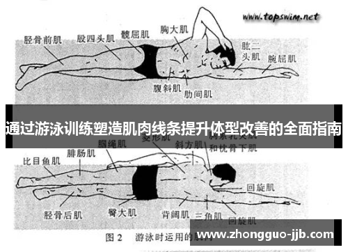 通过游泳训练塑造肌肉线条提升体型改善的全面指南